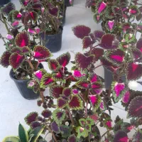 حسن یوسف پُر شاخ و برگ|گل و گیاه طبیعی|قم, نیروگاه|دیوار