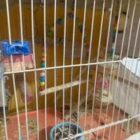 عروس هلندی جفت با تخم معاوضه با مرغ و خروس|پرنده|مشهد, فارغ التحصیلان|دیوار