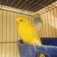 جفت نروماده مرغ عشق و عروس هلندی نر