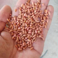 فروش گندم