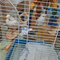 عروس هلندی سفید سفید خانم وآقا