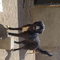 سگ لاس قدرجانی