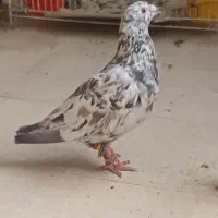 کفتر سرور