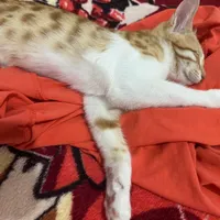 واگذاری رایگان گربه ۳ ماهه