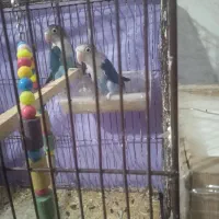 طوطی فروشی|پرنده|نرماشیر, |دیوار