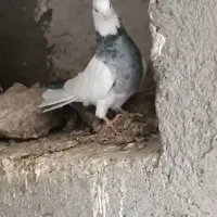 کبوتر طوقی ماده ( چهار عدد )|پرنده|کرمانشاه, |دیوار