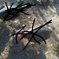 مزرعه حیوانات