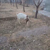 بز دورگ|حیوانات مزرعه|کهک, |دیوار