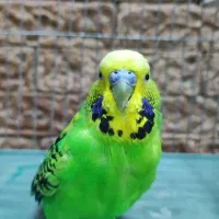 مرغ عشق|پرنده|قرچک, پویینک|دیوار