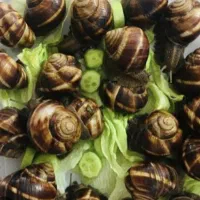 حلزون اوسکارگو