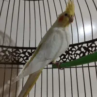 عروس هلندی|پرنده|مشهد, شهرک مهرگان|دیوار