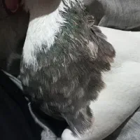 جفت طوق خفت|پرنده|ایلام, |دیوار