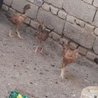 جوجه محلی