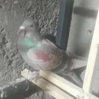 کفتر فروشی|پرنده|قزوین, |دیوار