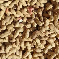 بادام زمینی