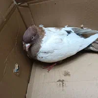 کفتر سینه