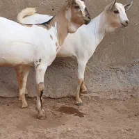 نر و ماده سومال دوقلو