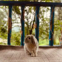 خرگوش گمشده در محدوده بومهن|حیوانات|بومهن, |دیوار