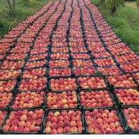 کوهدشت|خدمات باغبانی و درختکاری|کوهدشت, |دیوار