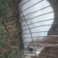 خرگوش