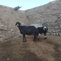 میش و بره افشار۲قلو زا|حیوانات مزرعه|کوهدشت, |دیوار