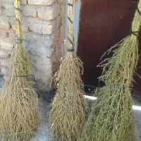 جارو محلی امسال|لوازم نظافت|معصومیه, |دیوار