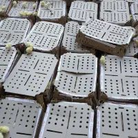 فروش فوری جوجه گوشتی راس تعداد10هزار قطعه