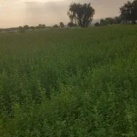 بذر یونجه