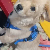 سگ شیتزو|سگ|مسجد سلیمان, |دیوار