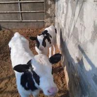 گوساله شیری