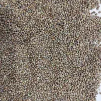 فروش و پخش دان پرندگان زینتی