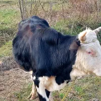 سه راس گاو نر