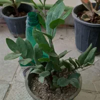 فروش انواع گلهای آپارتمانی|گل و گیاه طبیعی|داراب, |دیوار