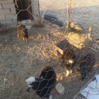 8عدد  بزغاله نر وماده