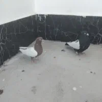 کبوتر سیم دم سیاه