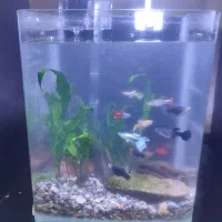 آکواریوم kb158