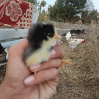 تخم مرغ دو رگ گلین|حیوانات مزرعه|تاتار علیا, |دیوار