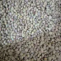 عدس بوجاری تمیز امسال