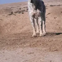 فروشی آلابای 2ساله