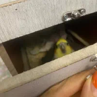 عروس هلندی جفت تخم گذار|پرنده|باقرشهر, |دیوار