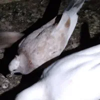 خریدار کفتر کبوتر باخت رفته خواهشن متن کامل بخوان|حیوانات|نظرآباد, شهرک سید جمال الدین|دیوار