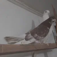 کفتر۲۱نروماده عالی جنس پرشی یکی ازیکی بهتریکجافقط|پرنده|تهران, شهرک رضویه|دیوار