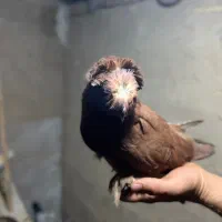 کبوتر بخارا|پرنده|رباط‌کریم, نصیرشهر|دیوار