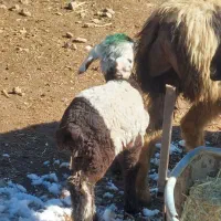 بزغاله بره|حیوانات مزرعه|فرخ‌شهر, |دیوار