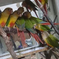 طوطی گرینچیک