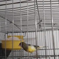 جفت قناری|پرنده|سردشت, |دیوار