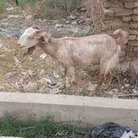 بز ماده ی سرحال وسلامت|حیوانات مزرعه|خان ببین, |دیوار