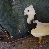دو عدد کفتر، اشعل و طوقی.