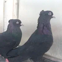 کبوتر پشت سبز و زاغ