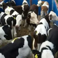 گوساله پرواری